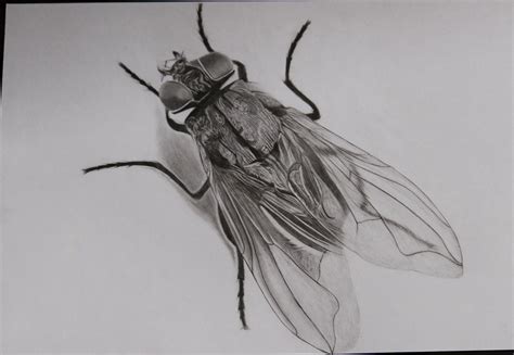 Original Pencil Drawing Fly Painting Miniature Art Blow Etsy Uk