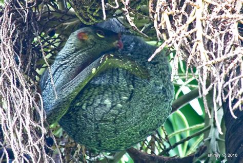 Maybe you would like to learn more about one of these? Life's Indulgences: A Peek Into The Life Of A Colugo
