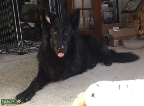 You can get scardey cut scissors on amazon here: Stud Dog - Black long hair German Shepherd - Breed Your Dog