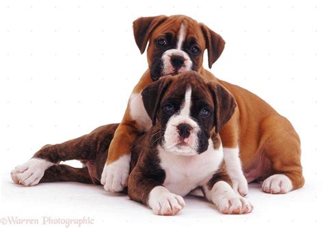Boxer Dog Wallpapers Top Free Boxer Dog Backgrounds Wallpaperaccess