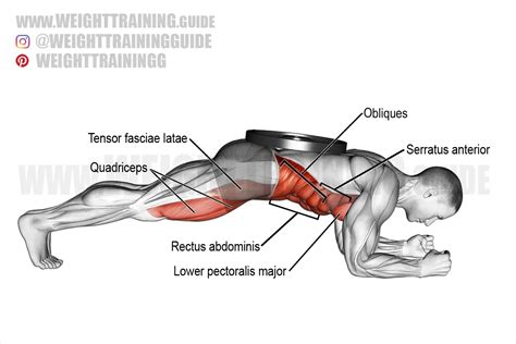 Weighted Front Plank Exercise Instructions And Video Weighttrainingguide