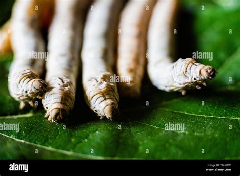 Group Heads Of Silk Worms Bombyx Mori Eating Mulberry Leaves With