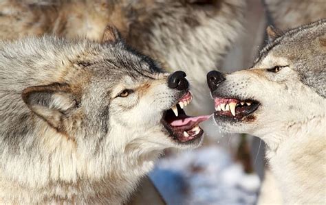 Wolf Fight Stock Photos Pictures And Royalty Free Images Istock