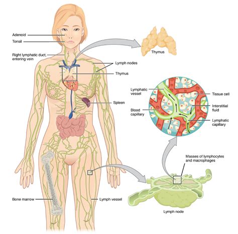 Understanding Lymphedema Anatomy Pathophysiology And Treatment