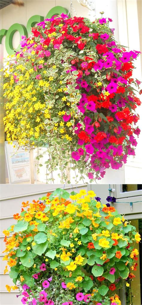 We did not find results for: How to Plant Beautiful Flower Hanging Baskets ( & 20+ Best ...