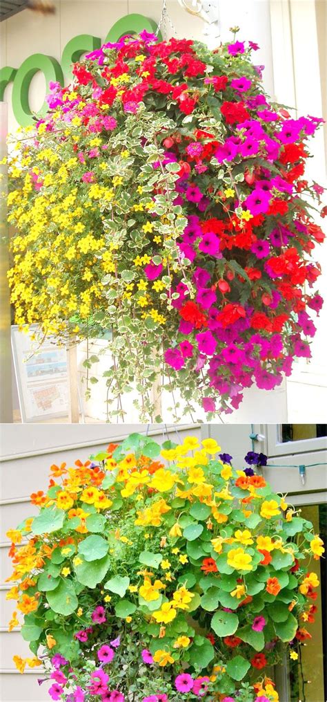 Download the perfect basket of flowers pictures. How to Plant Beautiful Flower Hanging Baskets ( & 20+ Best ...