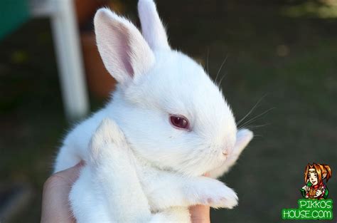 55 Cute Baby Bunny Pictures Pikkos House