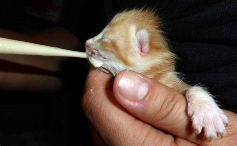 Dort werden jetzt pflegeeltern für süße babykatzen und. Trotz Kastrationspflicht viele Babykatzen - tirol.ORF.at