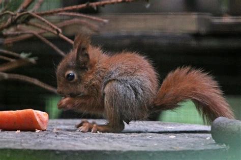 Baby Red Squirrels Boost Rewilding Project In Kent