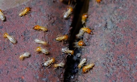 Termites Bed Bug Exterminator San Jose