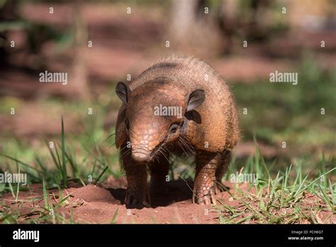 Six Banded Armadillo High Resolution Stock Photography And Images Alamy