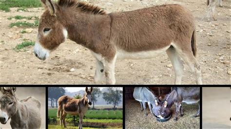 Watch Now Amazing Donkey Facts Donkey Vision Can See The Devil Youtube