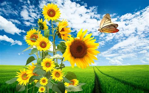 Big Sunflowers And A Beautiful Butterfly Hd Wallpaper