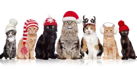 Choosing a christmas name for your new kitten can be a challenge, so we collected an amazing list of names for you. Best Christmas Gifts For Your Cat - Nexus