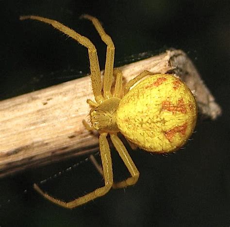 Yellow Spider Washington State ~ Wolf Spider