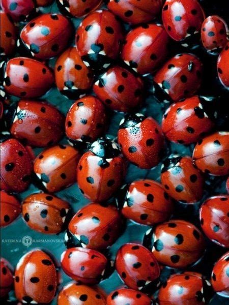 Ladybugs Lots And Lots Of Ladybugs Ladybugs And Other Important Th