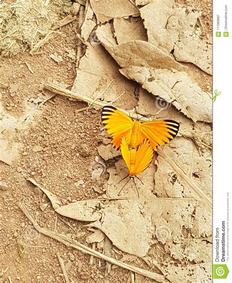 Yellow Butterflies Stock Image Image Of Butterflies 111060687