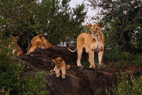Lioness Hunting Male Vs Female Hunter Lions Safari Near