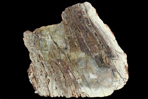 Stromatolite Fossils For Sale