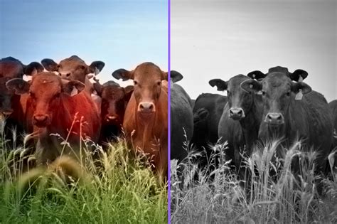 How To Colorize Black And White Photos Online Photo Howto