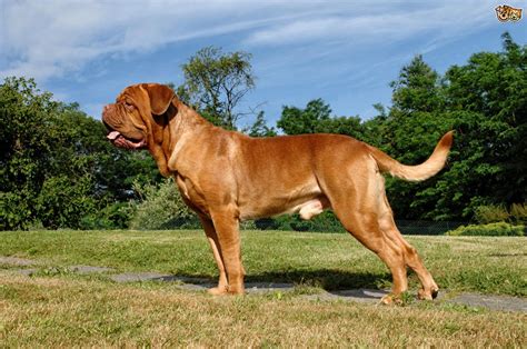 Dogue De Bordeaux Dog Breed Facts Highlights And Buying Advice