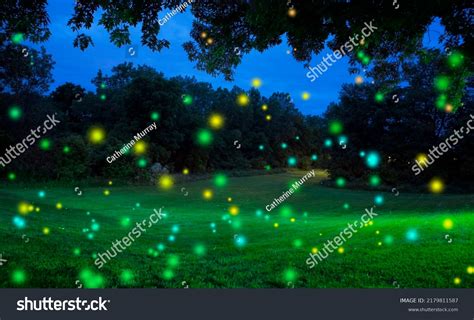 Summer Night Sky Full Glowing Fireflies Stock Photo 2179811587