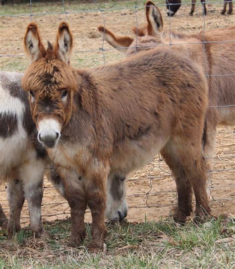 Miniature Donkeys At Legendary Farms In Murfreesboro Tn