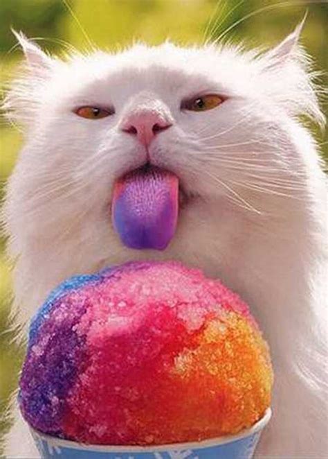 Funny cats eat ice cream and get brain freeze can cats eat ice cream is one of the most frequently asked questions when it comes to cats and their eating habits. 39 Cats Eating Ice Cream | Nyan cat, Umorismo sui gatti e ...