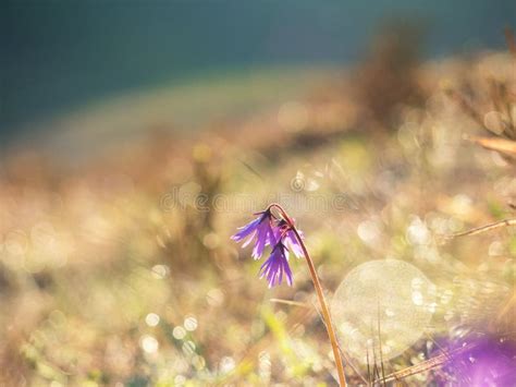 Purple Mountain Flower In A Meadow With A Beautiful Bokeh Effect Stock