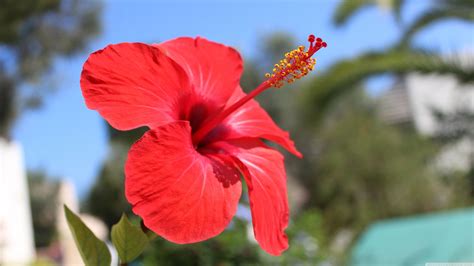 Hibiscus Plant Wallpapers Wallpaper Cave