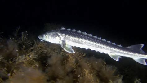 White sturgeon (acipenser transmontanus) is a species of sturgeon in the family acipenseridae of the order acipenseriformes.they are an anadromous fish species ranging in the eastern pacific; Stock video of russian sturgeon (acipenser gueldenstaedtii ...
