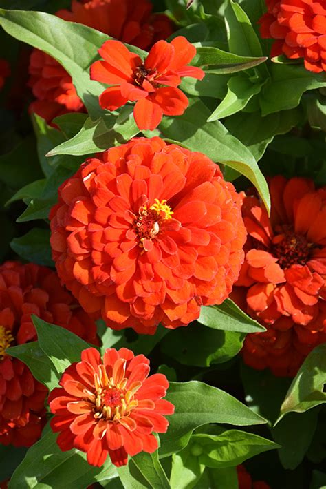 click to view a full size photo of zesty scarlet zinnia zinnia elegans zesty scarlet at