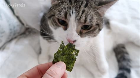 Seaweed is easier for pets to digest, and may help firm their stool, regulate their digestion and improve their metabolism. Can Cats Eat Seaweed 2021  Good or Bad for Kittens to Have?