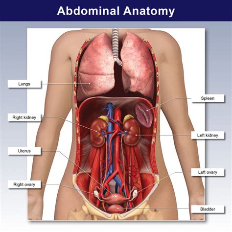 Over 1,427 female abdominal organs pictures to choose from, with no signup needed. Female Abdominal Anatomy - TrialExhibits Inc.