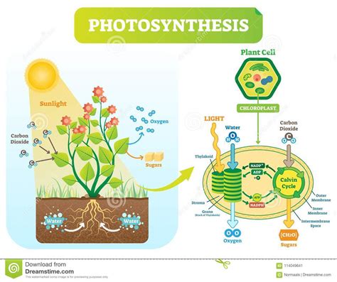 Download 8,503 plant cell stock illustrations, vectors & clipart for free or amazingly low rates! Photosynthesis Biological Vector Illustration Diagram With ...
