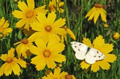 Long Blooming Flowers For Attracting Butterflies And Hummingbirds