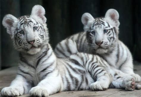 These White Tiger Cubs Are Just The Cutest Real Life Stories News