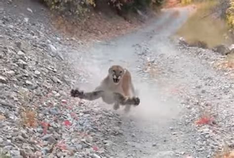 Runners Nightmare Growling Cougar Stalks Man For 6 Minutes