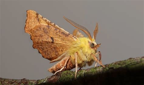 Moths Geometridae European Flickr