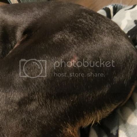 Skin Issues Hair Loss And Thining Excessive Scratching Doberman
