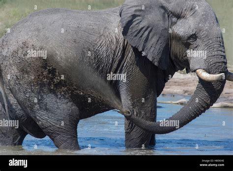 African Elephant Loxodonta Africana Bathing Sabi Sands Game Reserve