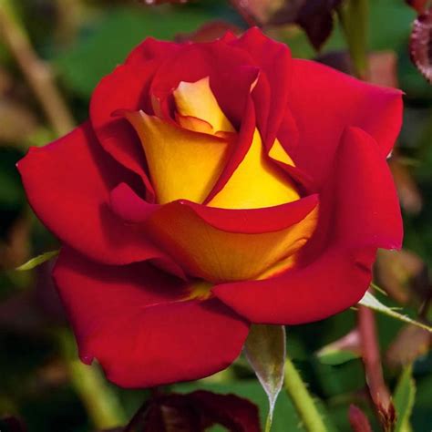 The planting of the rose tree is one of the most important steps. Spring Hill Nurseries 24 in. Tall Ketchup and Mustard ...
