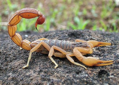 Indian Red Scorpion Hottentotta Tamulus Scorpion Arthropods Animals