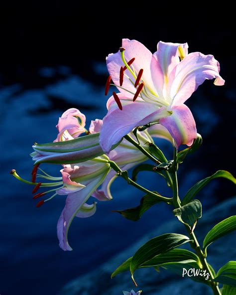 Sunset Lily Photograph By Patrick Witz Fine Art America