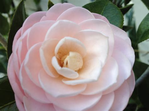 Children of the Corm: A Charleston Garden Blog: Camellia "Pink Perfection"
