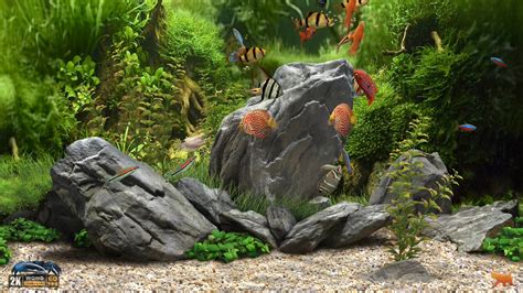 Dream Aquarium 2k Screensaver 10 Fishtanks Wqhd 60fps Aquarium