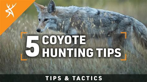 How To Hunt Coyotes 5 Coyote Hunting Tips Youtube