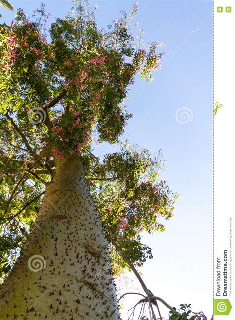 Ceiba Speciosa Or Silk Floss Tree A Subtropical Tree With Bott