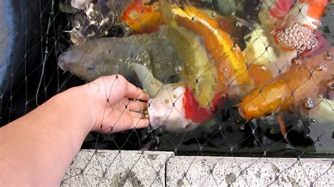 My Japanese Koi Fish Hand Feeding Youtube
