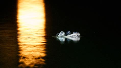 Chicago Police Investigators Confirm Alligator In Lagoon Ctv News